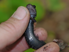 Plethodon teyahalee