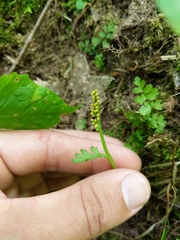 Botrychium matricariifolium