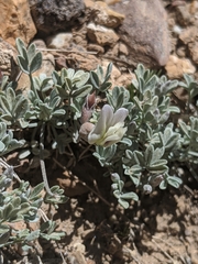 Astragalus calycosus calycosus