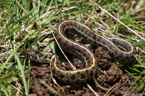 Photo of a Short-tail Alpine Garter Snake (Thamnophis scaliger)