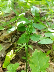 Botrychium angustisegmentum