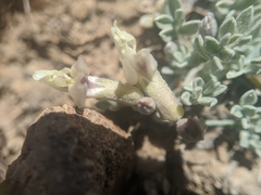 Astragalus calycosus calycosus