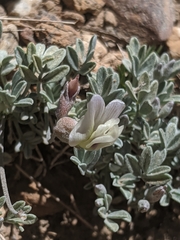 Astragalus calycosus calycosus