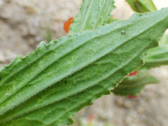 Erythranthe cinnabarina