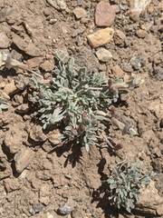Astragalus calycosus calycosus
