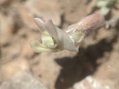 Astragalus calycosus calycosus
