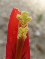 Erythranthe cinnabarina