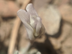 Astragalus calycosus calycosus