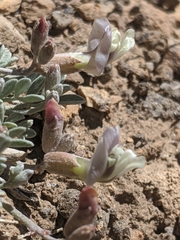 Astragalus calycosus calycosus