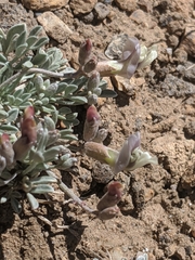 Astragalus calycosus calycosus