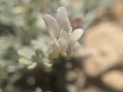 Astragalus calycosus calycosus