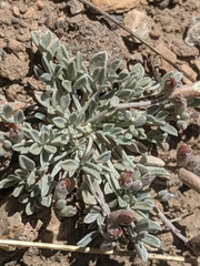 Astragalus calycosus calycosus