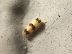 Erythroneura integra