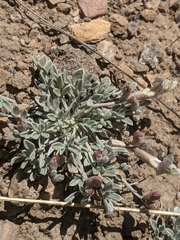 Astragalus calycosus calycosus