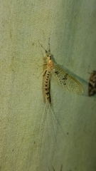 Ephemera varia
