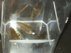 Ectobius lapponicus