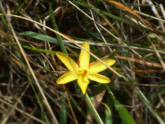 Sisyrinchium longipes