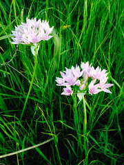 Allium unifolium