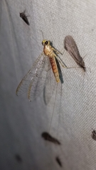 Stenacron interpunctatum interpunctatum