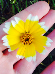 Layia platyglossa