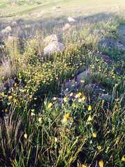 Layia platyglossa