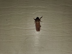 Acrolophus plumifrontella