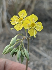 Chylismia claviformis lancifolia