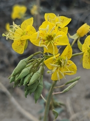 Chylismia claviformis lancifolia
