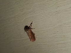 Acrolophus plumifrontella