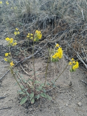 Chylismia claviformis lancifolia