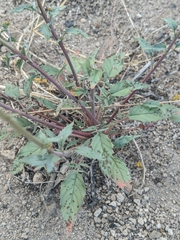 Chylismia claviformis lancifolia