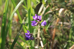 Lathyrus palustris pilosus