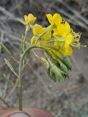 Chylismia claviformis lancifolia