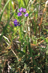 Lathyrus palustris pilosus