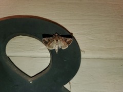 Chrysodeixis includens