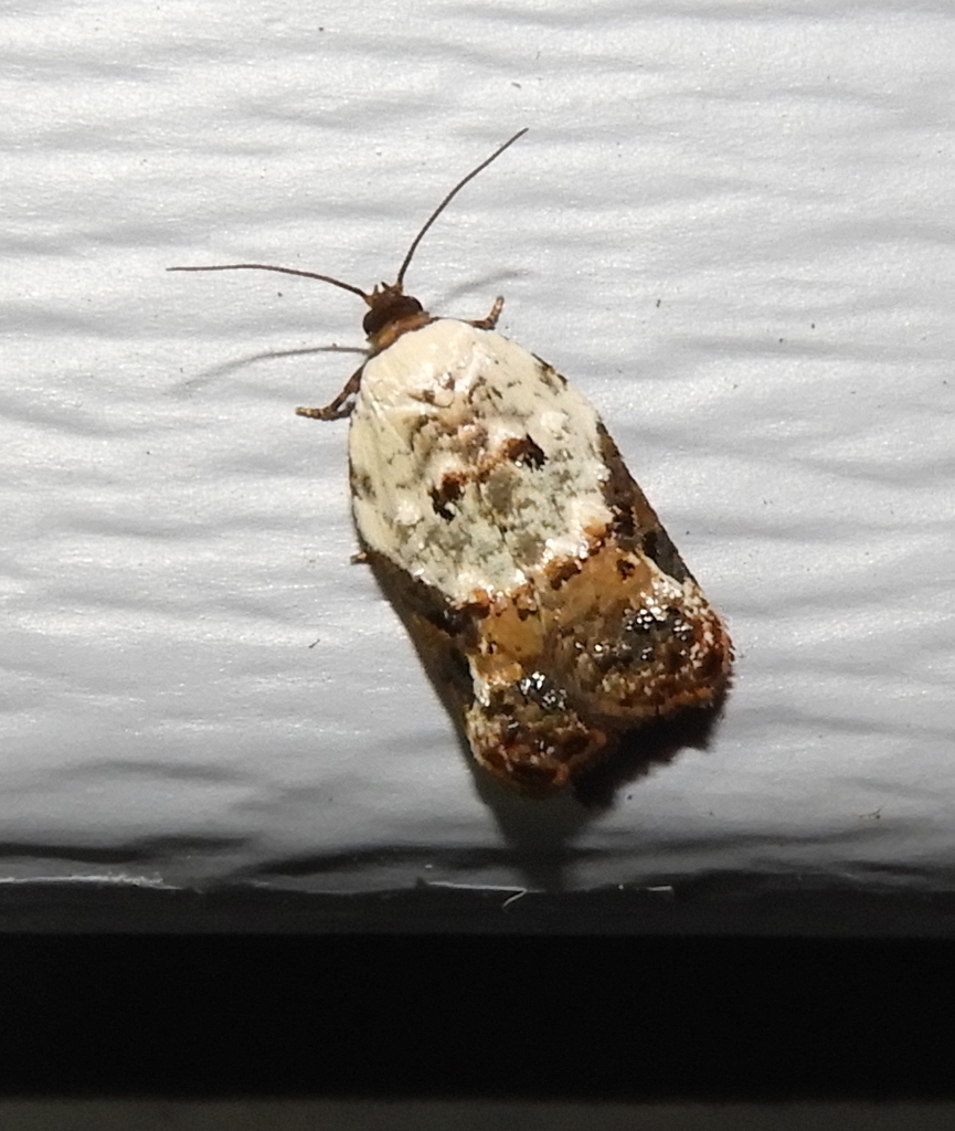 Snowy-shouldered Acleris Moth