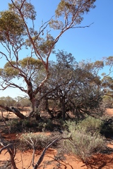 Eucalyptus trivalva
