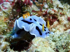 Chromodoris alcalai