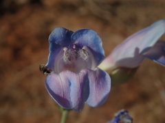 Penstemon comarrhenus