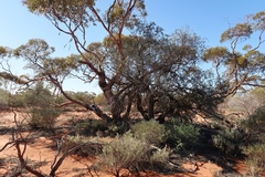 Alectryon oleifolius