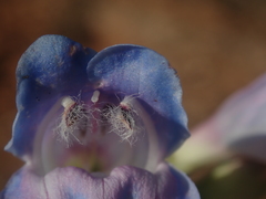 Penstemon comarrhenus