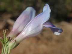 Penstemon comarrhenus