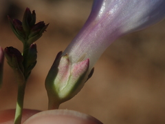Penstemon comarrhenus