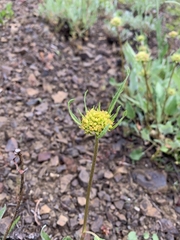 Eriogonum compositum