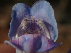 Penstemon comarrhenus