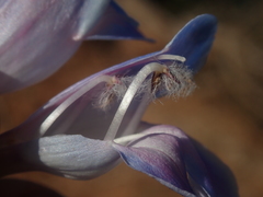 Penstemon comarrhenus