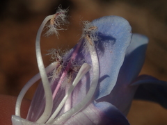 Penstemon comarrhenus