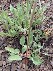 Eriogonum compositum