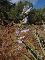 Penstemon comarrhenus