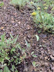 Eriogonum compositum
